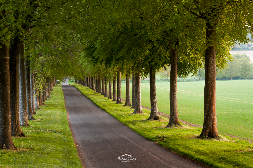Moor Crichel, Down The Hill